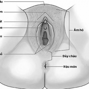 Âm hộ là gì? Làm thế nào để biết âm hộ bình thường hay bất thường?